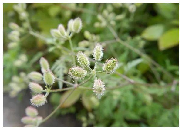 老虎须高山不适症,月经不调症状主治风湿性关节炎这种植物可以全草