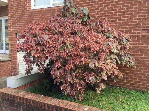 按默认排序|按时间排序 2条回答  1 分钟前  大山海可 |四级 金边红桑