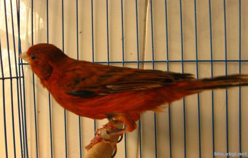 出售精品芙蓉鸟!