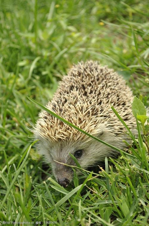 关键词:小刺猬 动物 刺猬 可爱 刺团 猬鼠 偷瓜獾 毛刺 野生动物 生物