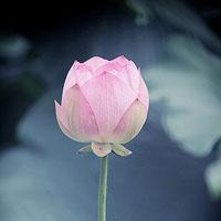 佛教荷花头像图片大全,意境深远佛教荷花图片,佛教真莲花图片大全