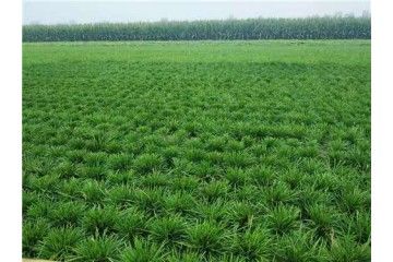 随州麦冬苗基地分析养护麦冬苗注意事项_麦冬苗哪里有,哪里有麦冬苗