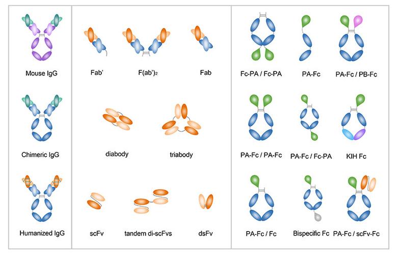 包括嵌合抗体,人源化,scfv,fab,fab",抗体库构建,fc融合蛋白生产等