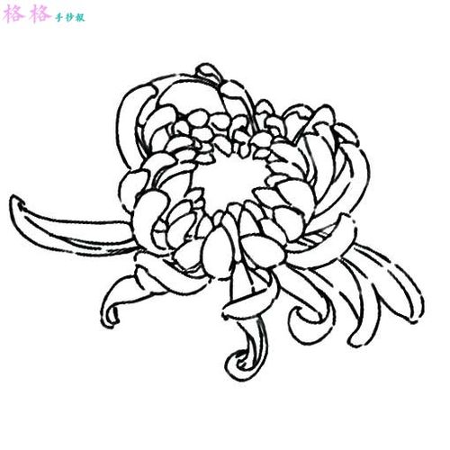 怎样画菊花简笔画-儿童菊花简单画法