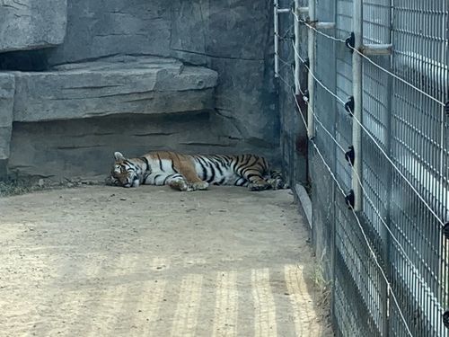 永年佛山动物园