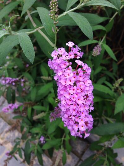 中山公园小紫花串