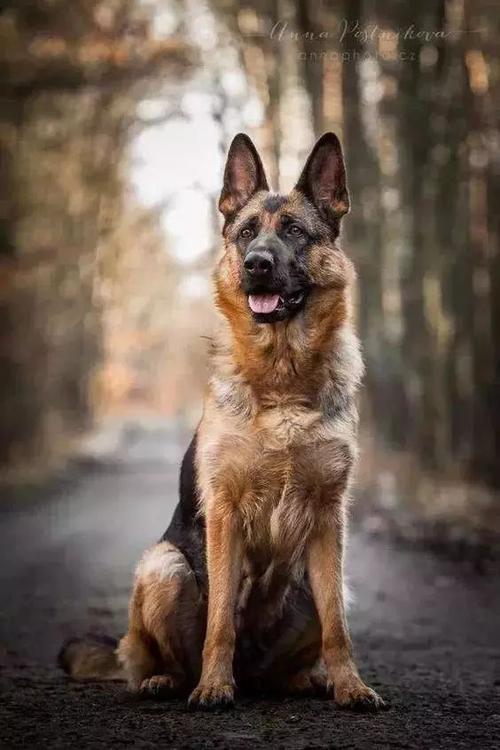 同为军警犬佼佼者:马犬vs德牧,两者之间你更看好谁?