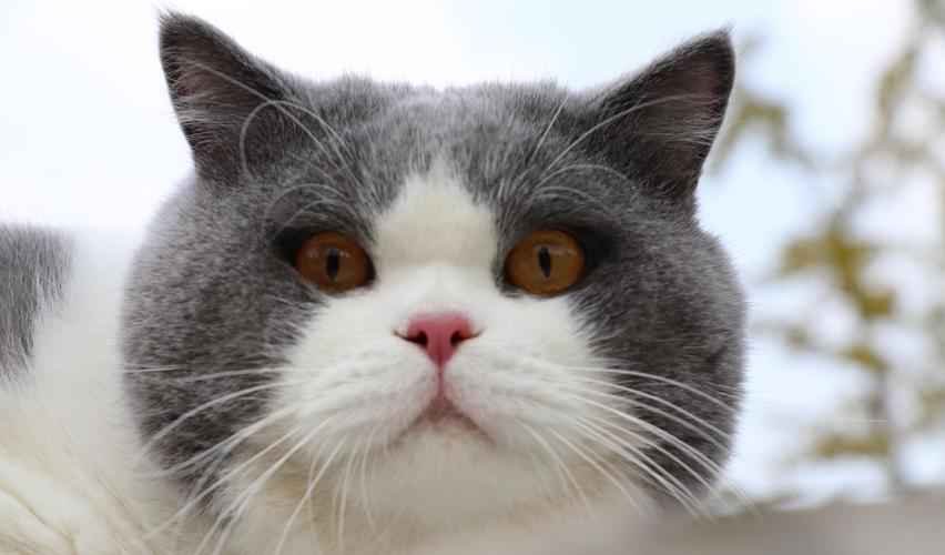 沐米宠物英短蓝白蓝猫高清照片