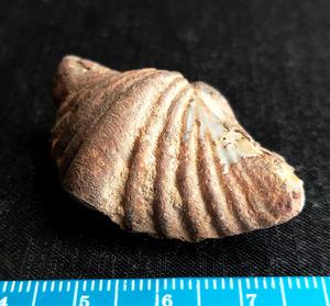 泥盆纪腕足类化石 石燕化石 巅石燕(外层褐铁矿化 长4.3厘米)