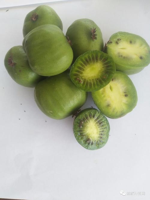 特色果树:ld133(软枣猕猴桃)果肉绿色 多汁 酸甜适度