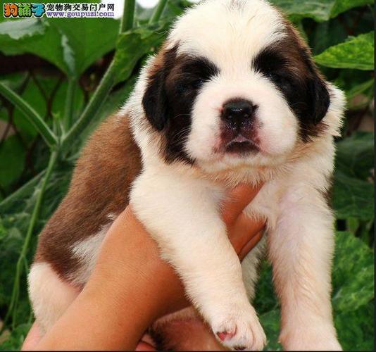 cku认证正规繁殖圣伯纳幼犬基地/纯种健康