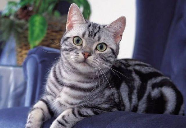 原来美短这几个行为,说明它已被你"养熟"了!|猫咪|你