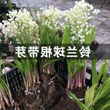 铃兰球根带芽易活易种土培盆栽花苗种球根室内芳香花卉当年开花.