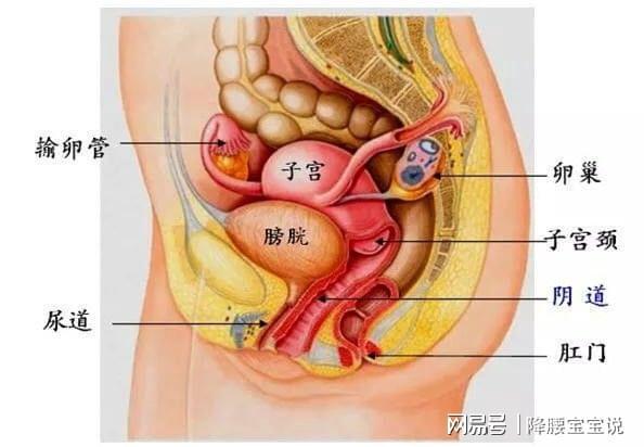 "啪啪啪"是罪魁祸首在"啪啪啪"时,容易把肛门周围的细菌带到尿道口