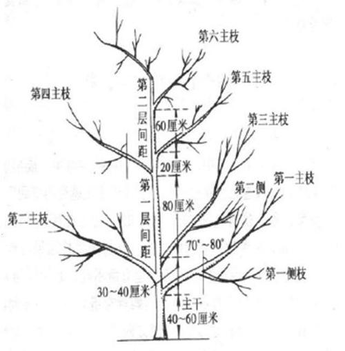 枣树最新栽培技术,冬季整形修剪