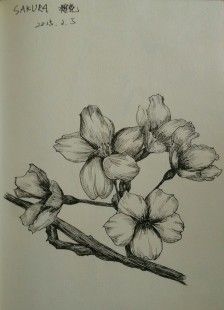 02.05樱花