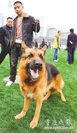 265只德国牧羊犬重庆"选美"
