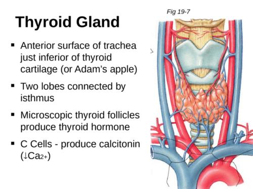 thyroid gland