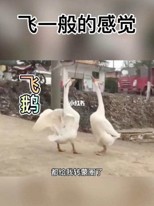 大鹅有点懵圈_搞笑_配音_搞笑配音_搞笑_搞笑其他