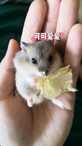 三线仓鼠05_仓鼠_宠物_宠物其他