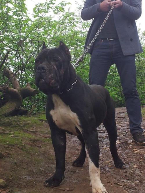 细数国内班道戈_猛犬吧_百度贴吧