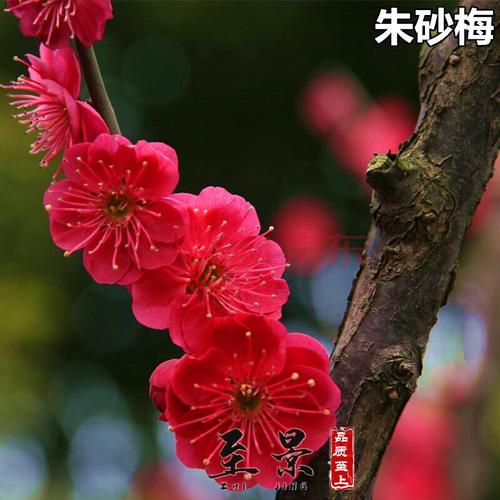梅花树苗原生红梅骨里红嫁接梅花小苗美人梅朱砂梅素心腊梅盆景红梅