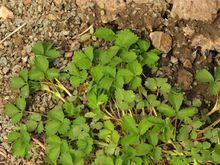 蛇莓委陵菜外观