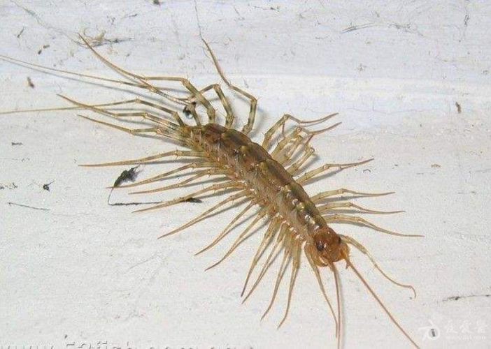 动物-昆虫:蚰蜒