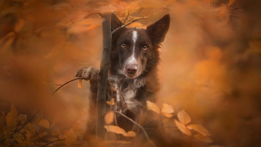 边境牧羊犬,狗狗,汪星人,萌宠,可爱,动物边境牧羊犬 壁纸图片