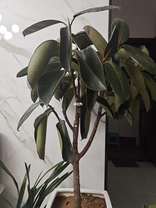 绿植_阳台_电视柜_日记_橡皮树_家居