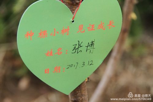 12植树节  小小爱心卡,我和小树一起成长                我们植树去