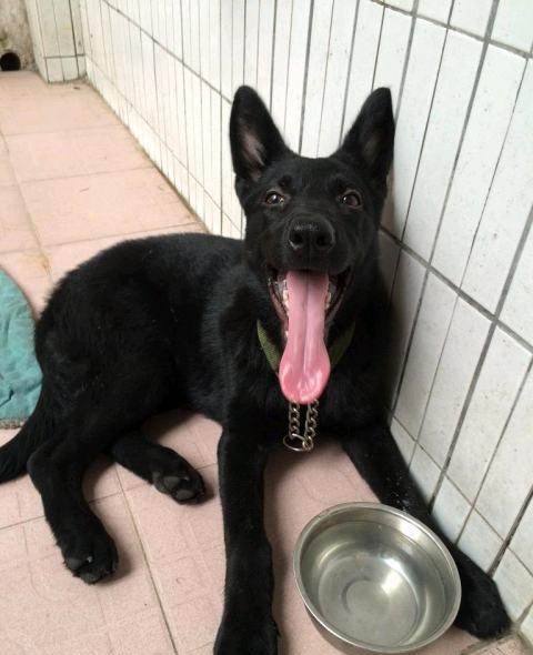 3个半月的纯黑东德牧羊犬3800元(母)