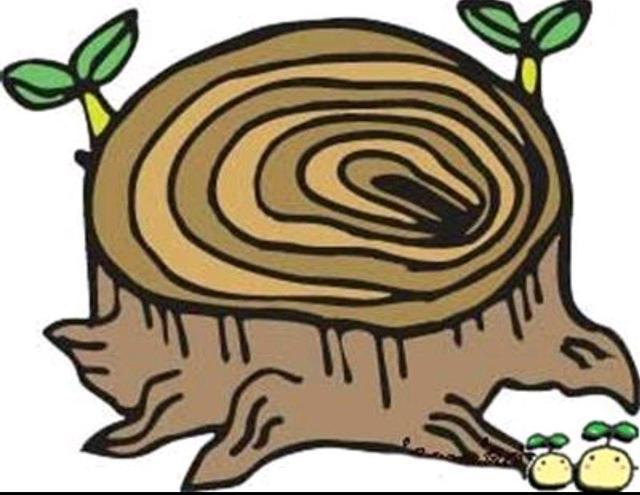 大树的年轮是个忠实的向导, 它立在地上为你指点方向.