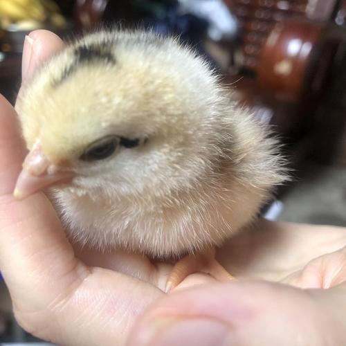 外婆家刚出生一天的小鸡