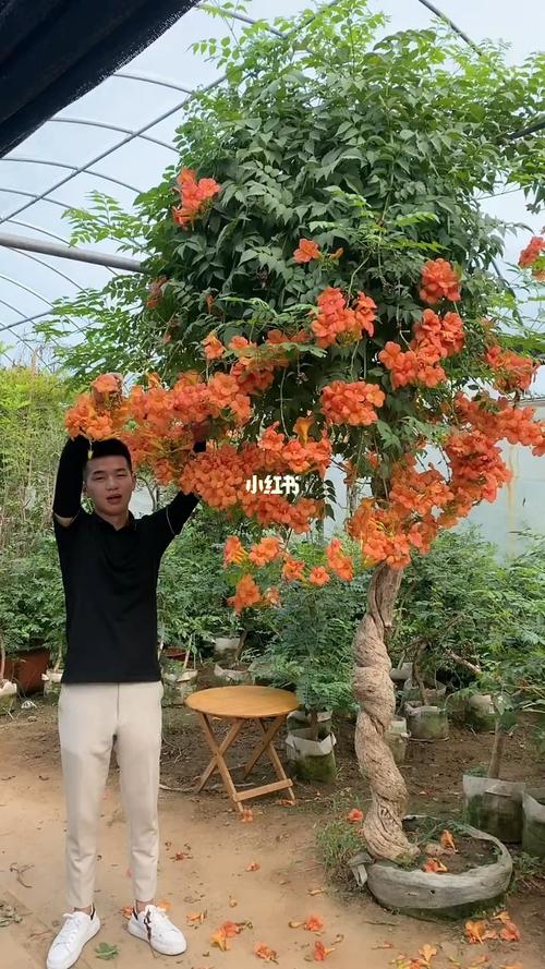 爬藤凌霄花,耐寒耐旱南北方都可以栽植,花开整个夏天