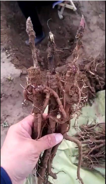 观赏牡丹嫁接种植全过程