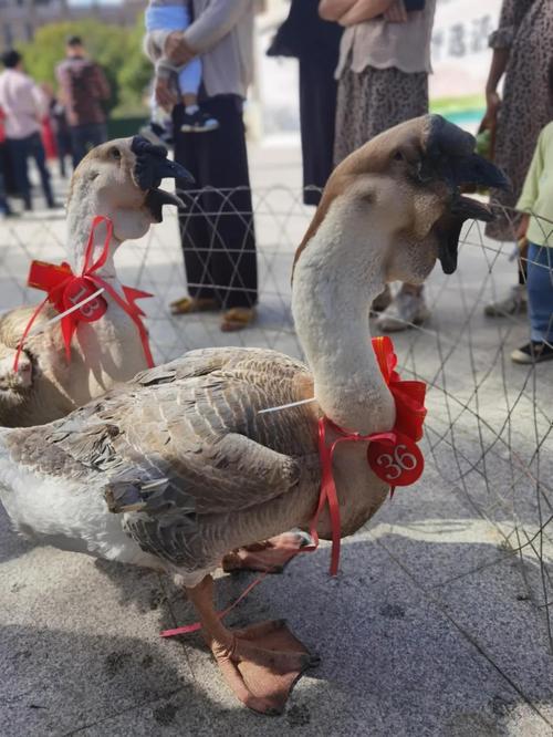 澄海"最大狮头鹅王"诞生