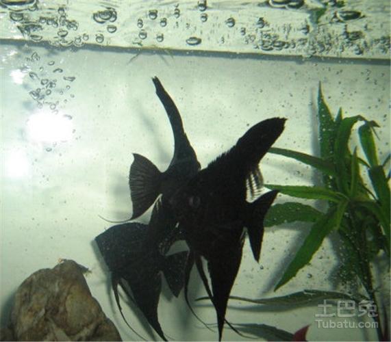 墨燕鱼小鱼饲养,墨燕鱼雌雄辨别