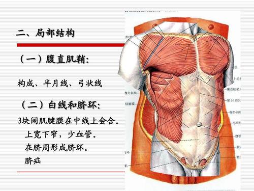 很重要哦 二,局部结构 (一)腹直肌鞘: 构成,半月线,弓状线 (二)白线和