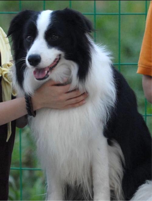 宾利牧羊犬的图片百度