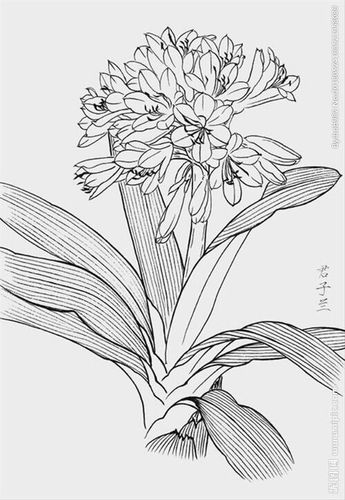 观小四年级美术-植物写生