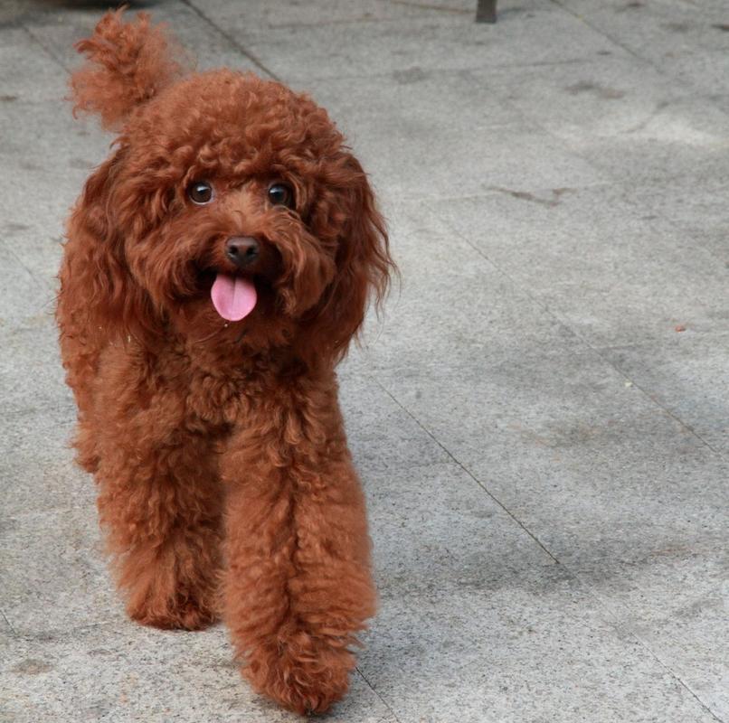 泰迪犬吃什么狗粮好