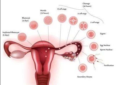答疑解惑卵巢早衰的治疗方法