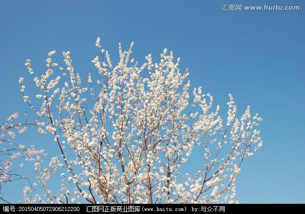 [正版商业] 桃树枝