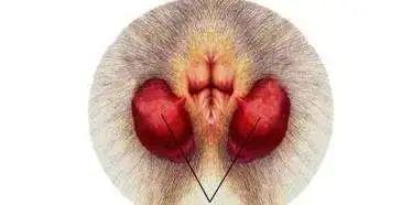 肛门外有个小肉疙瘩,是痔疮吗?别瞎猜,现在告知