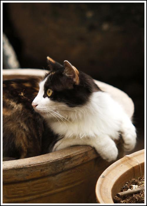 标题:懂赏花的猫咪