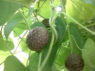 卵圆形的珠芽,名"零余子"又称山药籽,俗称"山药豆,山药蛋",有食补作用