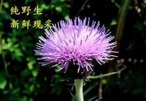 野生大蓟根 干 湿 熟 利叶刺,野红花猪母刺鸡角刺鸡公刺头千针草