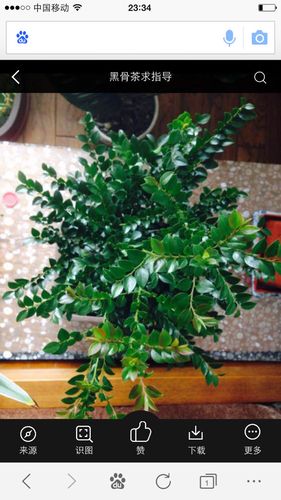 不是因为叶子小才叫小叶紫檀的 追答: 评论| 0 0 分享