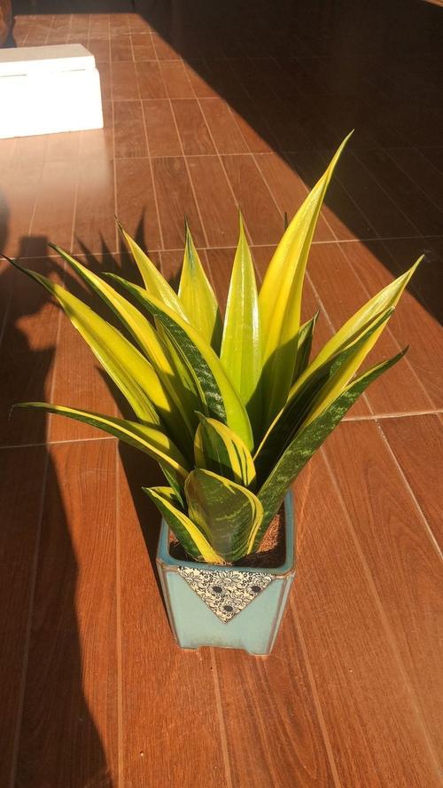 大型精品黄金虎皮兰批发室内盆栽客厅吸甲醛植物净化空气好养绿植甲级